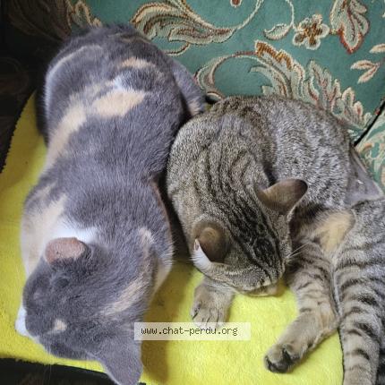 Foto 1/1 Sissy Chat perdido en Chateauneuf du faou