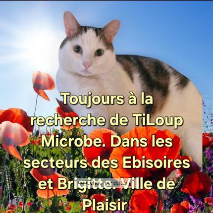 Foto 1/1 TiLoup Microbe Chat perdido en Plaisir