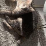 Foto del gato perdido en Le Havre