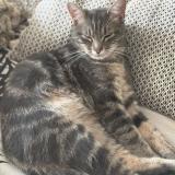 Foto del gato perdido en Claye Souilly