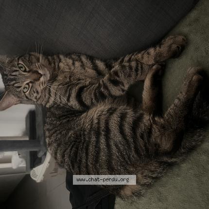 Foto 1/1 Ushio Chat perdido en Merignac