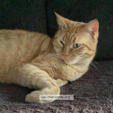 Foto 1/1 Pepsi Chat perdido en Quetigny