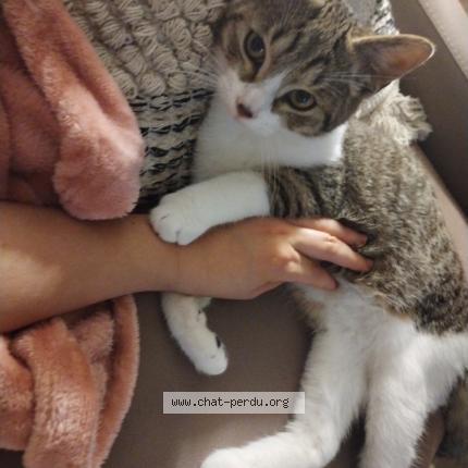 Foto 1/1 Yuka Chat perdido en Sceaux