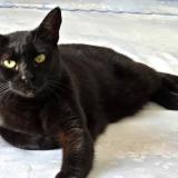 Foto del gato perdido en Yssingeaux