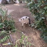 Foto del gato perdido en Le Lavandou