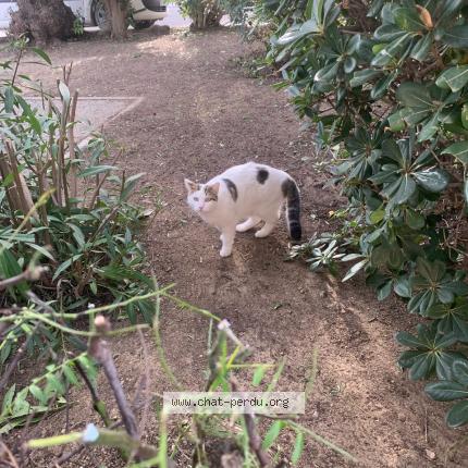 Foto 1/1 SNOW Chat perdido en Le lavandou