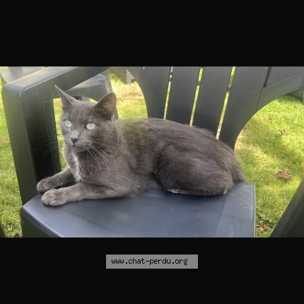 Foto 1/1 Soja Chat perdido en Creteil