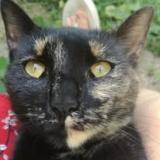 Foto del gato perdido en Montseugny