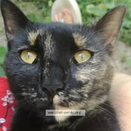 Foto 1/1 Azra&euml;l Chat perdido en Montseugny