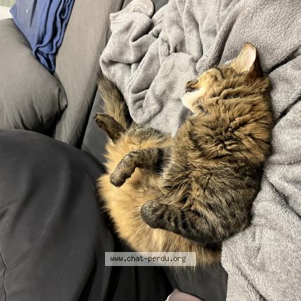 Foto 1/1 Mufa Chat perdido en La chapelle de surieu