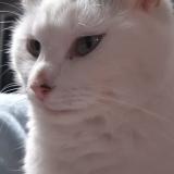 Foto del gato perdido en Franqueville St Pierre