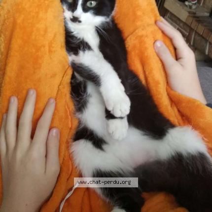 Foto 1/1 Félix Chat perdido en La mothe achard