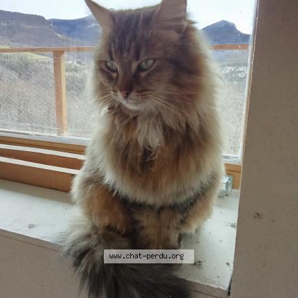 Foto 1/1 Gato encontrado Perdido en Fontanil cornillon