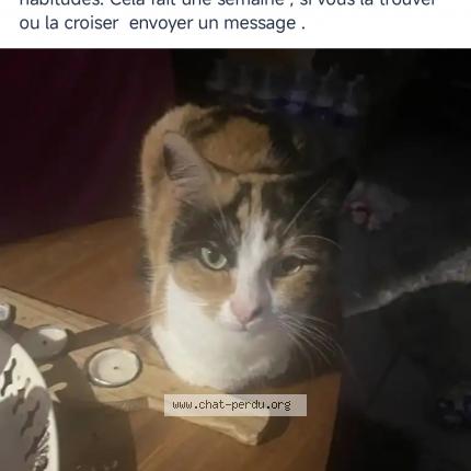 Foto 1/1 Ella Chat perdido en Montpellier