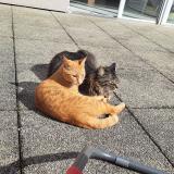 Foto del gato perdido en Le Mans