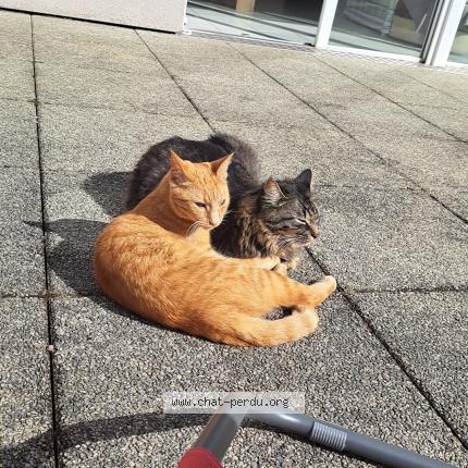 Foto 1/1 Rouky Chat perdido en Le mans