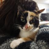 Foto de gato encontrado en Saint Meen Le Grand