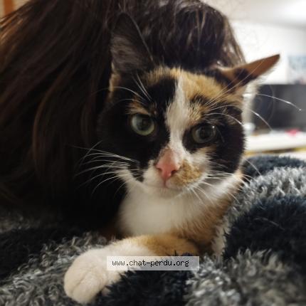 Foto 1/1 Gato encontrado Encontrado en Saint meen le grand