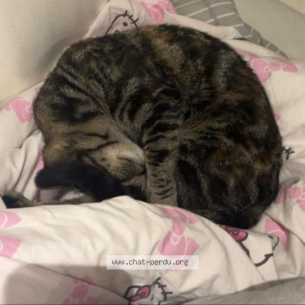 Foto 1/1 Molly Chat perdido en Halluin