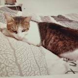 Foto del gato perdido en Seugy