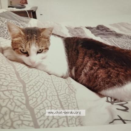 Foto 1/1 Chance Chat perdido en Seugy