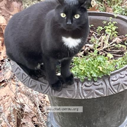 Foto 1/1 ISIS Chat perdido en Yerres