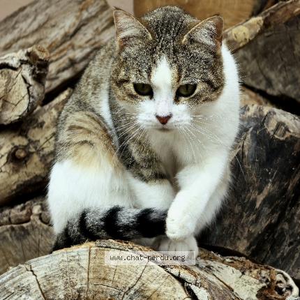 Foto 1/1 Miss Chat perdido en Apt