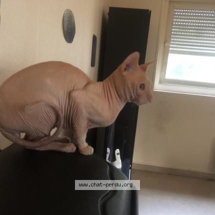 Foto 2/4 petrus Chat perdido en Reims