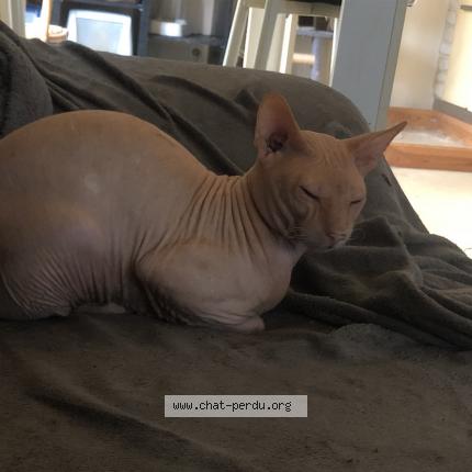 Foto 3/4 petrus Chat perdido en Reims