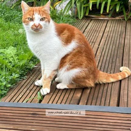 Foto 1/1 Zoulou Chat perdido en Savenes