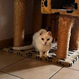 Foto del gato perdido en Pignans