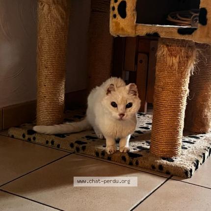 Foto 1/1 Lola Chat perdido en Pignans