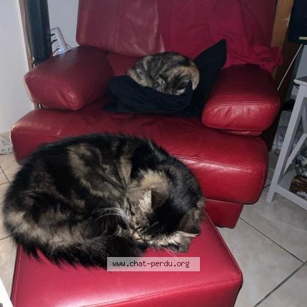 Foto 1/2 Nala Chat perdido en Ponteilla