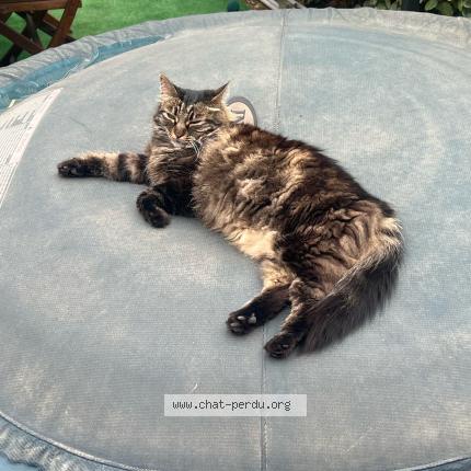 Foto 2/2 Nala Chat perdido en Ponteilla