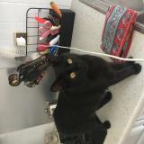 Foto del gato perdido en St Georges De Commiers