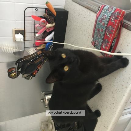 Foto 1/1 Iris Chat perdido en St georges de commiers