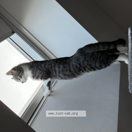 Foto 1/1 Kluska Chat perdido en Kleve