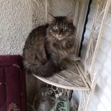 Foto del gato perdido en 35200 Rennes