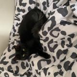 Foto del gato perdido en Ampuis