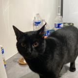 Foto del gato perdido en Mont Saint Martin