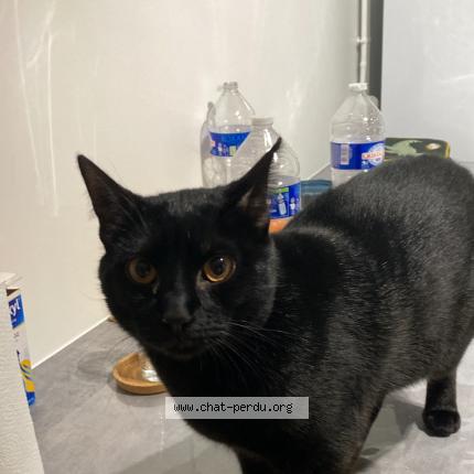 Foto 1/1 Shadow Chat perdido en Mont saint martin