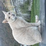 Foto del gato perdido en Vouvry