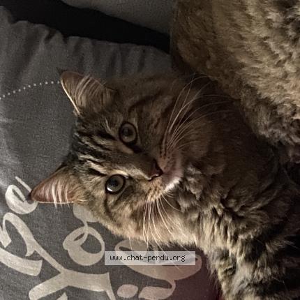 Foto 1/1 Gato encontrado Perdido en Clermont ferrand