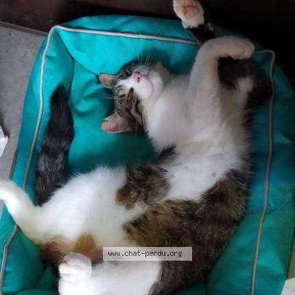 Foto 1/1 Newton Chat perdido en Coutances