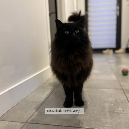 Foto 1/1 Daïko Chat perdido en Landudec