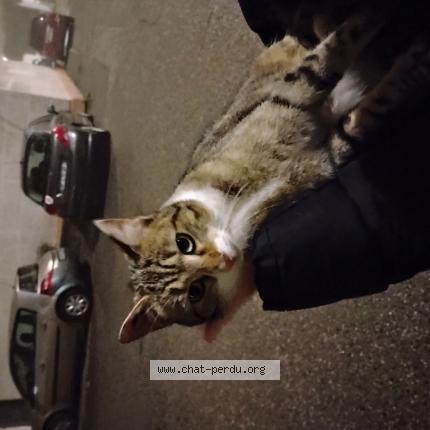 Foto 1/1 Gato encontrado Encontrado en Sorgues