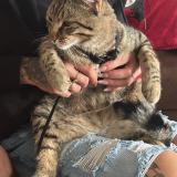 Foto del gato perdido en Port De Bouc