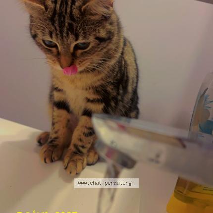 Foto 1/1 Grybouille Chat perdido en Bourg blanc