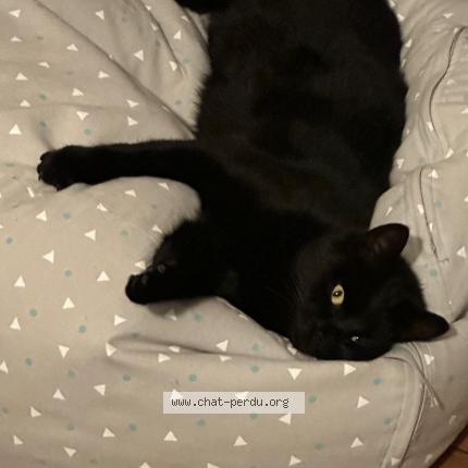 Foto 1/1 Minouch Chat perdido en Wittenheim