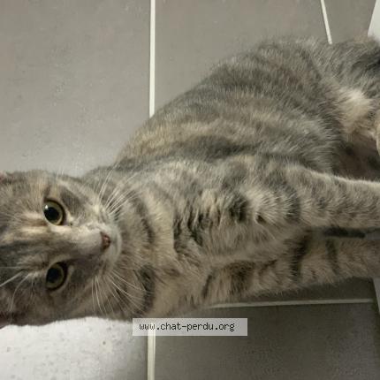 Foto 1/1 SIKA Chat perdido en Sainte helene du lac
